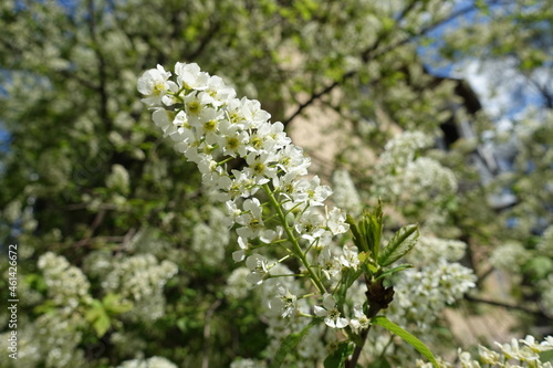 Closeup of panicle of white flowers of bird cherry tree in April