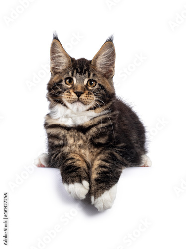 Cute black tabby Maine Coon cat kitten, laying down facing front on edge. Looking towards camera with paws over edge. Isolated on a white background. © Nynke
