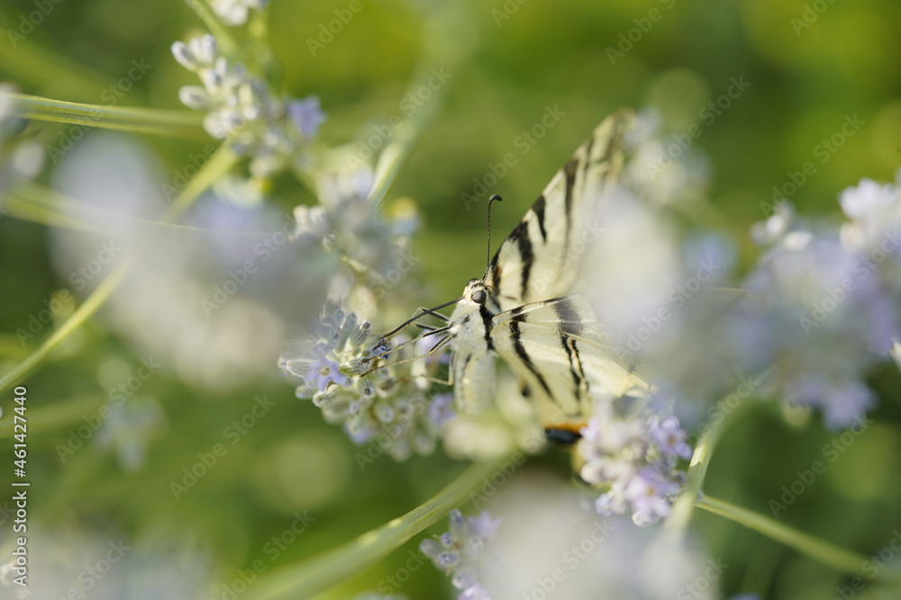 Butterfly on flowers, vibrant and colorful animal Butterfly on flowers, vibrant and colorful animal