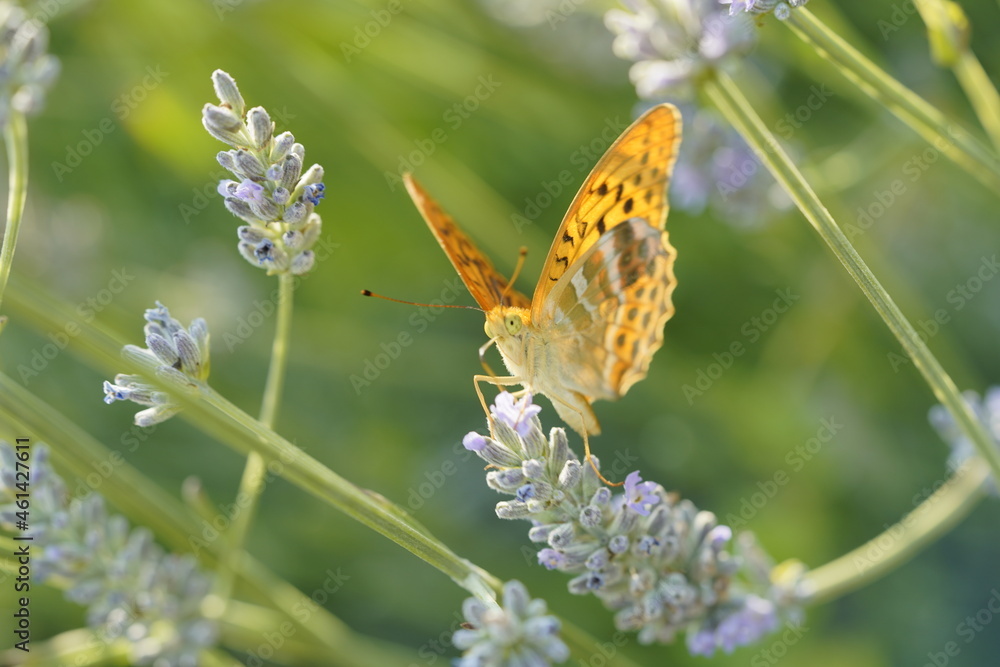 Butterfly on flowers, vibrant and colorful animal Butterfly on flowers, vibrant and colorful animal