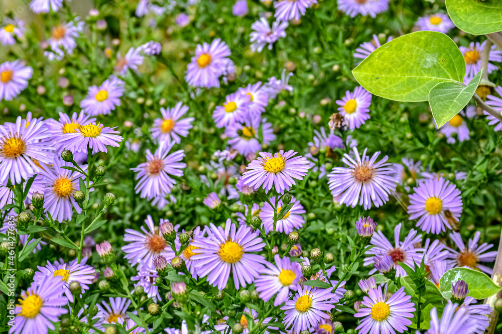 Fototapeta premium field of flowers