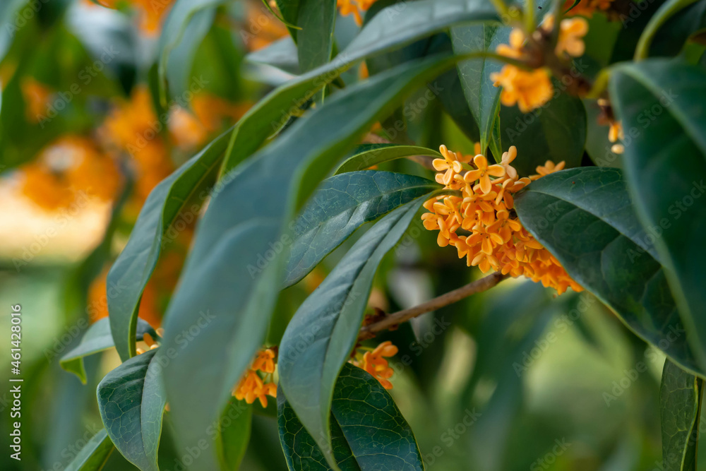 Obraz premium 甘い香りのする満開のキンモクセイの花