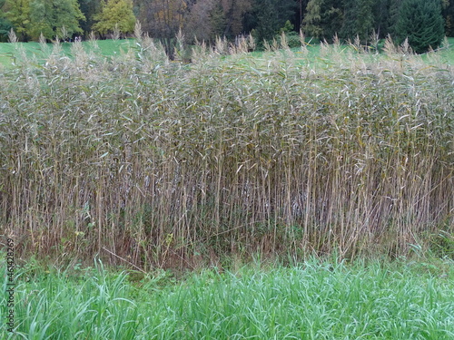 High reeds and forest in the background
