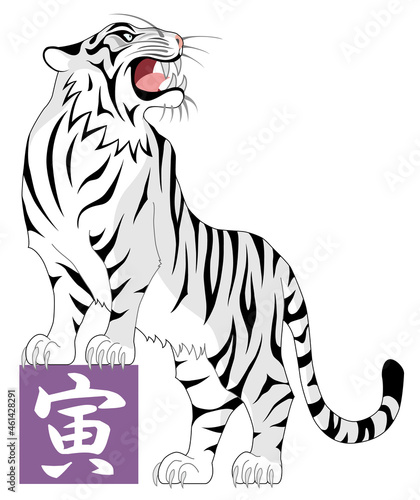 トラ　虎　寅　ホワイトタイガー　白背景