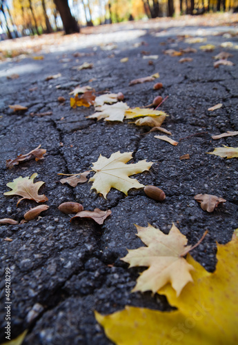 Beautiful autumn. Close-up of a maple yellow leaf lies on the road in the park. The cracked asphalt is covered with autumn leaves.