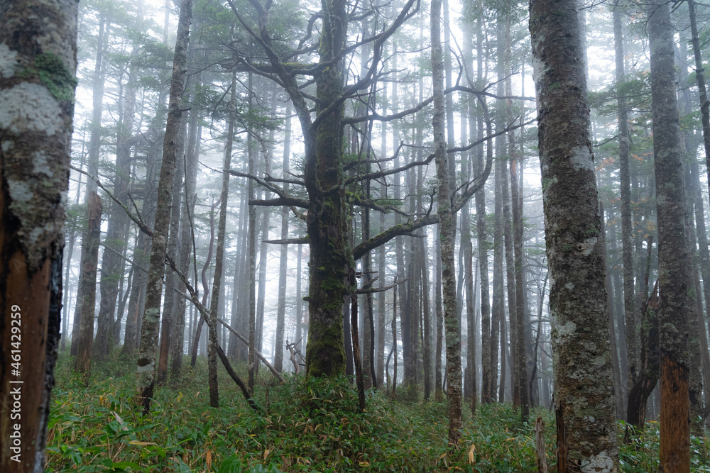 Fototapeta premium 霧の森