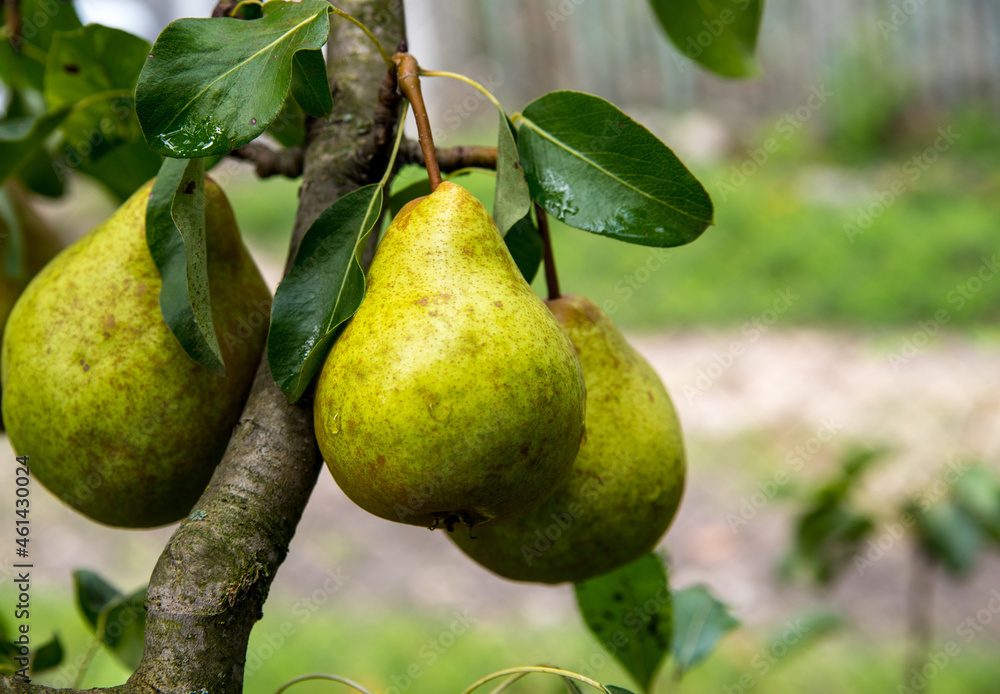 Pears with dew drops on a branch, close up, copy space