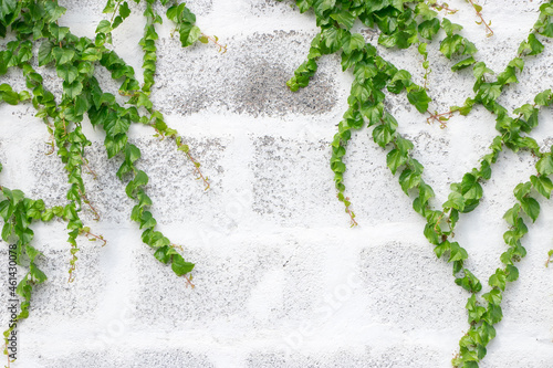 ivy leaves on a white wall background photo