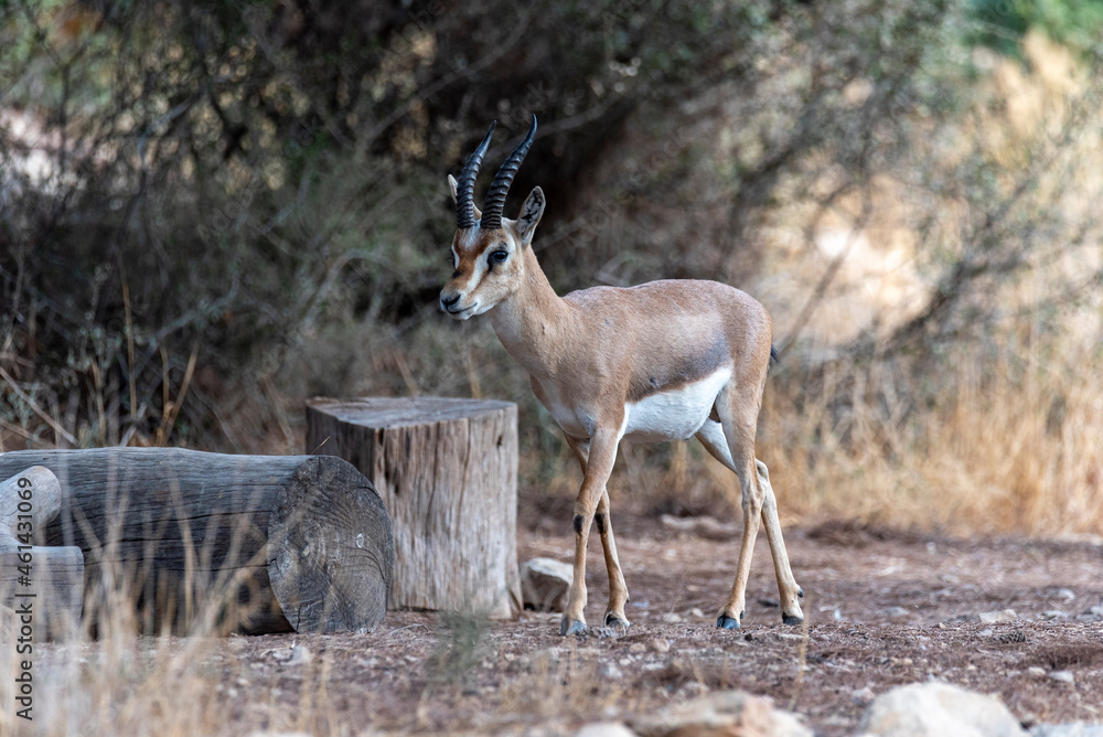 A male mountain gazelle in gazelle valley national park, Jerusalem, Israel. Shooting date 11.09.2021 A male mountain gazelle in gazelle valley national park, Jerusalem, Israel. Shooting date 11.09.2021