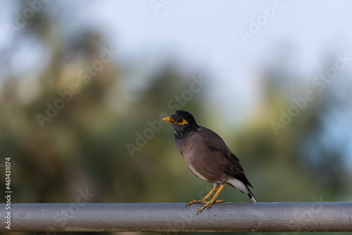 Common Myna bird (Acridotheres tristis) This bird is native to the Indian subcontinent and Asia. photo