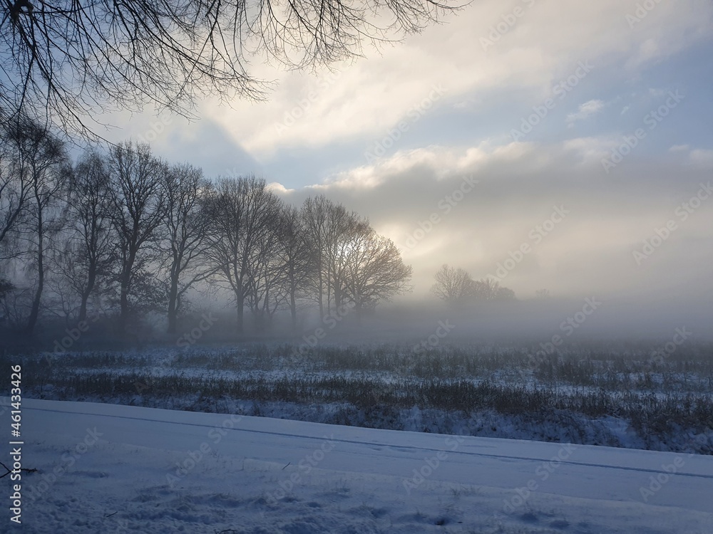 trees in the snow