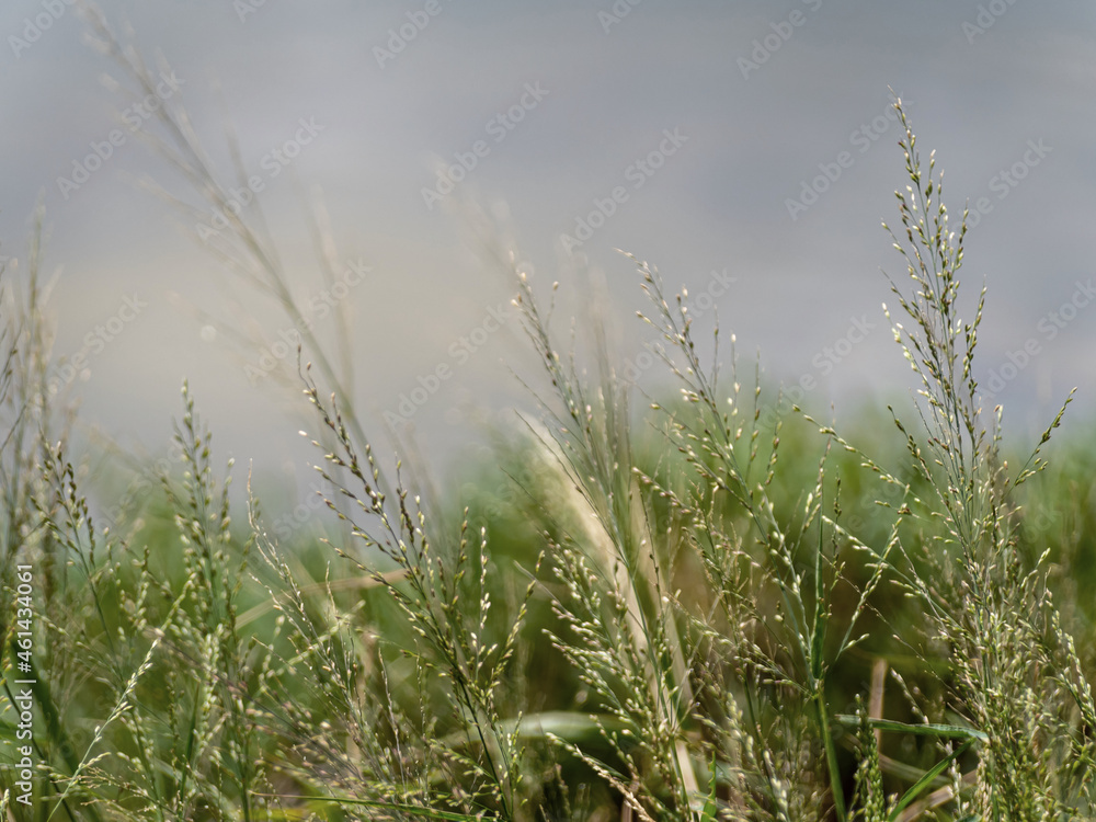Grass flowers flutter in the wind Grass flowers flutter in the wind