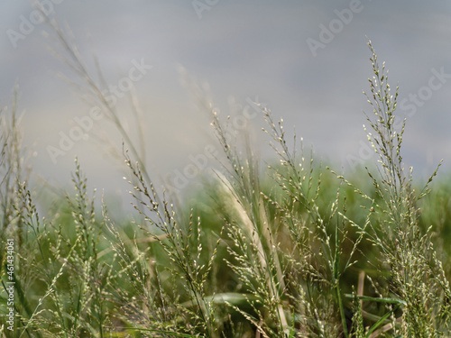 Grass flowers flutter in the wind