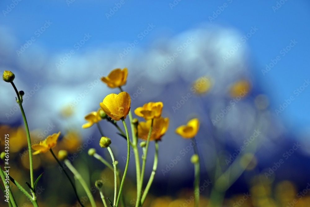 Fototapeta premium Garmisch Partenkirchen Blume Wetterstein Zugspitze Frühling