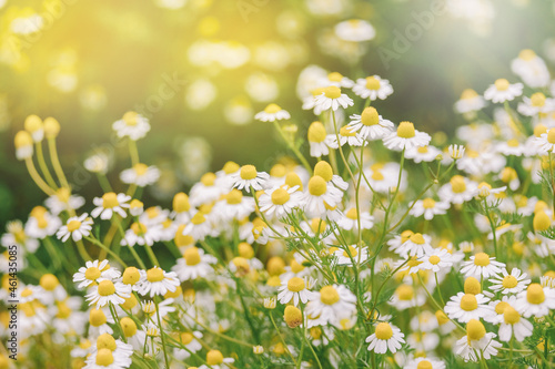 Blooming white daisies in a field background