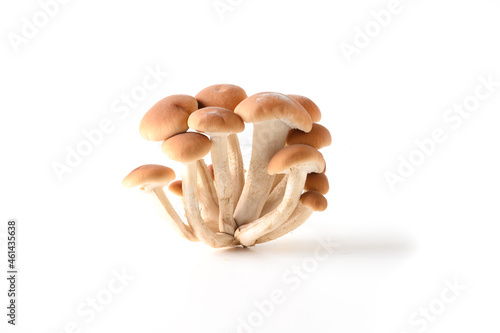 Fresh organic honey mushrooms isolated on white background. Close up. Harvest form forest. photo