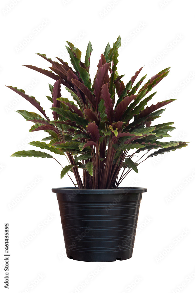 Obraz premium Calathea rufibarba Fenzl or Furry feather calathea in black plastic pot it is an air purifying plant that can be grown indoors isolated on white background included clipping path.
