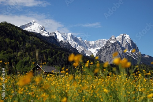 Konstfotografi Garmisch Partenkirchen Blume Wetterstein Zugspitze Frühling