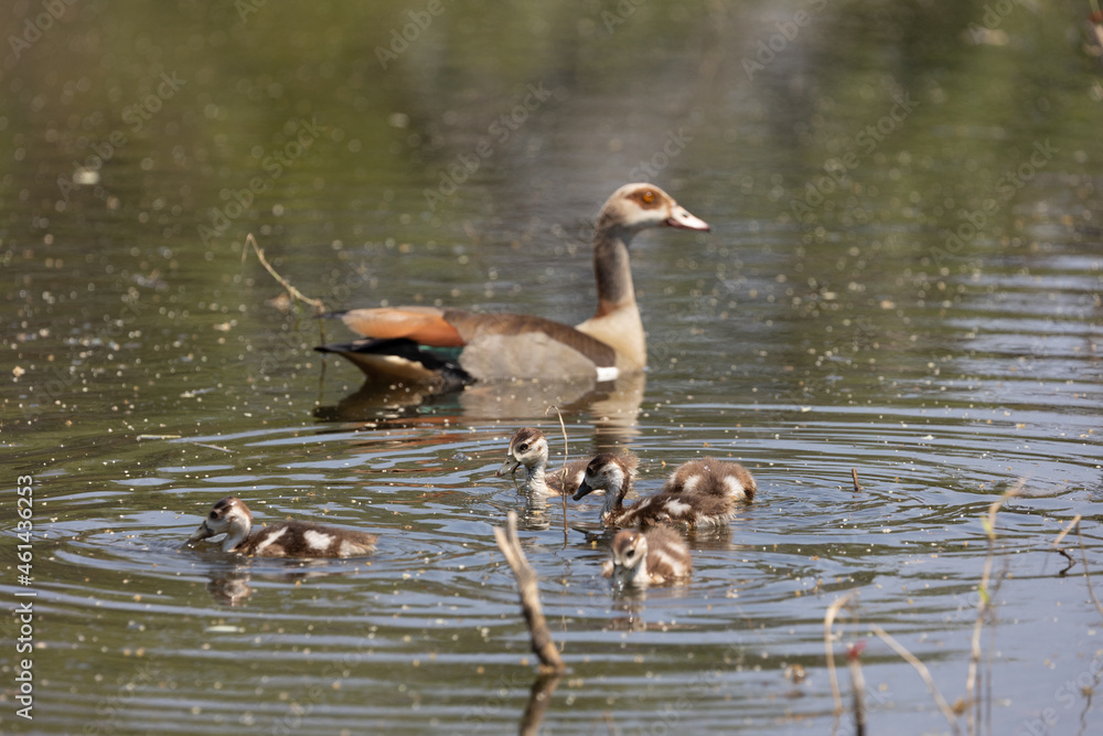Egyptian geese- adult and babies