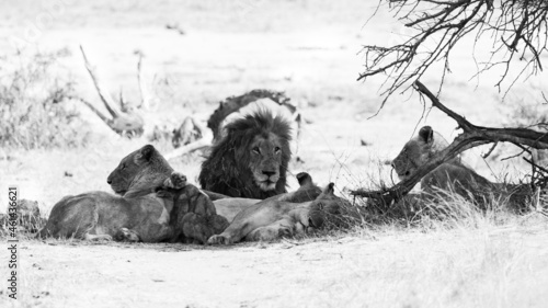 a pride of lions in black and white