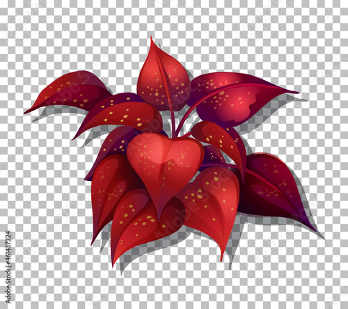 Tropical plant on transparent background