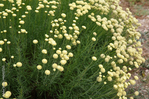 Yellow flowers of decorative chamomile outside.