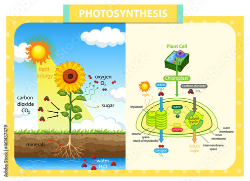 Diagram showing process of photosynthesis in sunflower