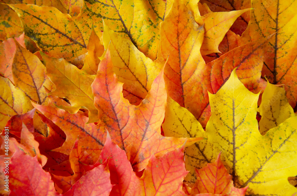 Selective focus on texture of red, orange, burgundy leaves. Autumn multicolored maple leaves background. Fallen autumn leaves with copy space. Color gradient surface of foliage.