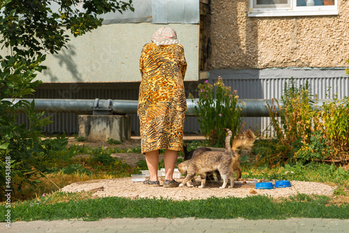 an elderly woman feeds stray cats on the street