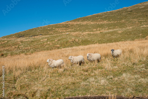 Sheep lambs in the mountains in Wales.