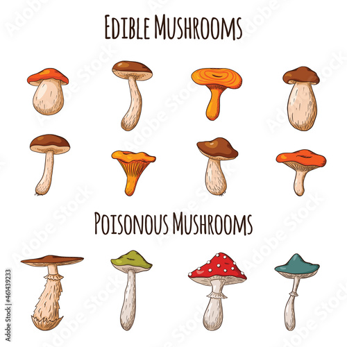 Forest Mushroom Set