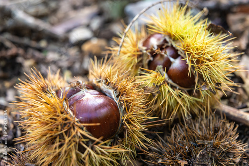 Ripe chestnuts, still in their hedgehog, just fallen from the tree.

