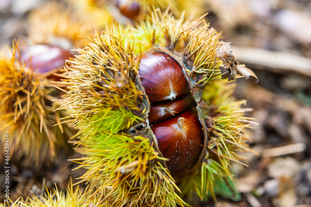 Ripe chestnuts, still in their hedgehog, just fallen from the tree.
Ripe chestnuts, still in their hedgehog, just fallen from the tree.