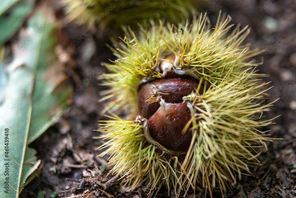 Ripe chestnuts, still in their hedgehog, just fallen from the tree.
Ripe chestnuts, still in their hedgehog, just fallen from the tree.