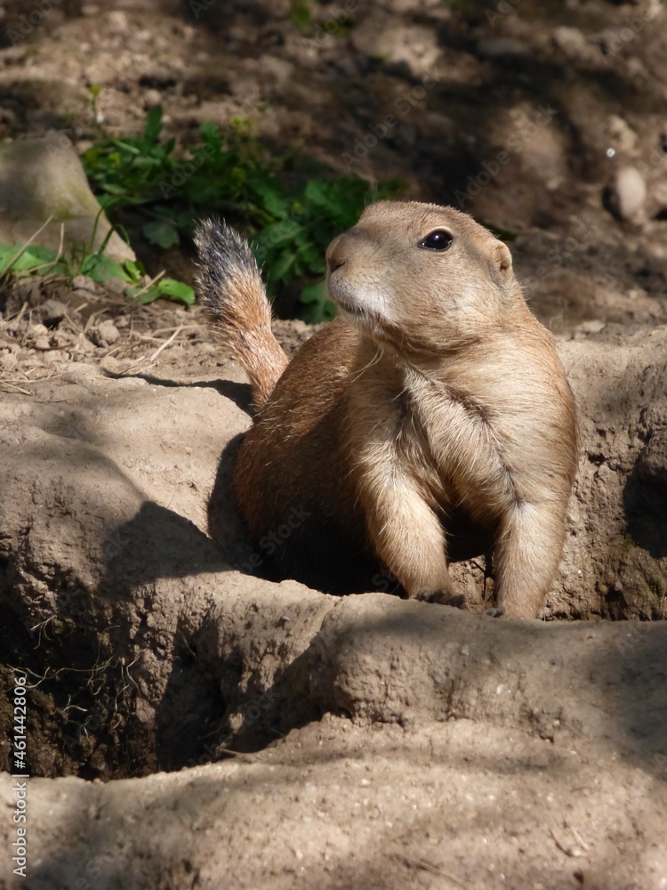 Obraz premium Prairie Dog