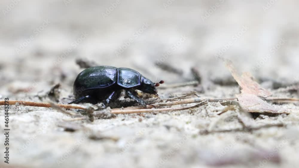 A black bug - Dor beetle (Anoplotrupes stercorosus) on a forest way. A black bug - Dor beetle (Anoplotrupes stercorosus) on a forest way.