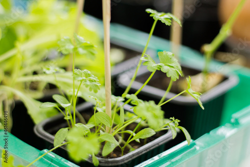plant sprouts in small pots. pea seedlings. small vegetable garden in kindergarten.
