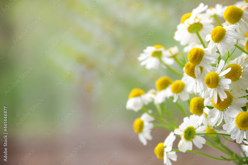 Chamomile close-up. Chamomile in a vase. Daisy chamomile flowers on a summer day. Chamomile close-up. Chamomile in a vase. Daisy chamomile flowers on a summer day.