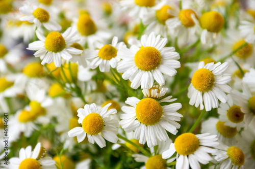 Chamomile flower field. Camomile in the nature. Field of camomiles at sunny day at nature. Camomile daisy flowers in summer day. Chamomile flowers field wide background in sun light