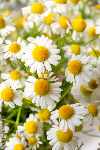 Chamomile flower field. Camomile in the nature. Field of camomiles at sunny day at nature. Camomile daisy flowers in summer day. Chamomile flowers field wide background in sun light