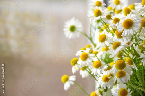Chamomile close-up. Chamomile in a vase. Daisy chamomile flowers on a summer day. © Lesya