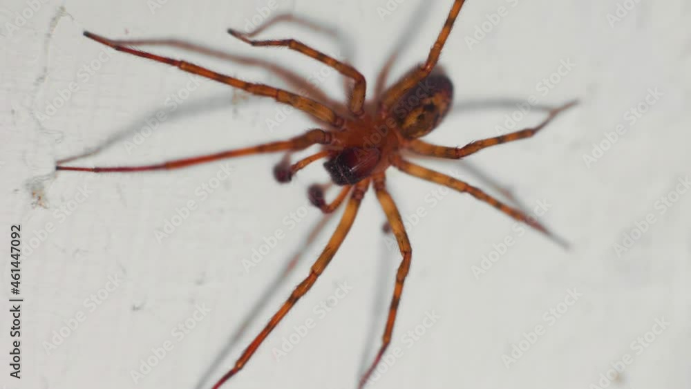 4K slow motion macro shot of a huge house spider, on a white wall. 4K slow motion macro shot of a huge house spider, on a white wall.