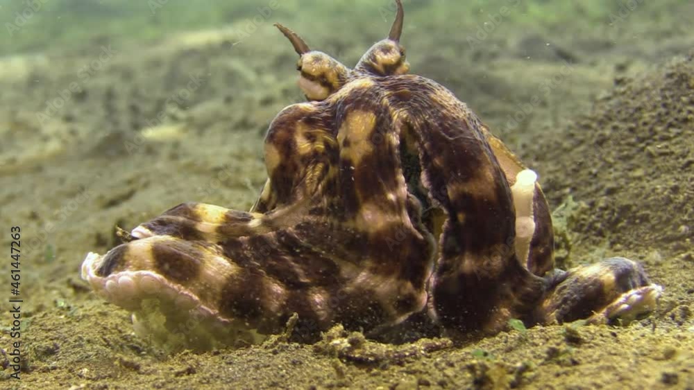 Mimic octopus with prey shell of the crab still partially intact