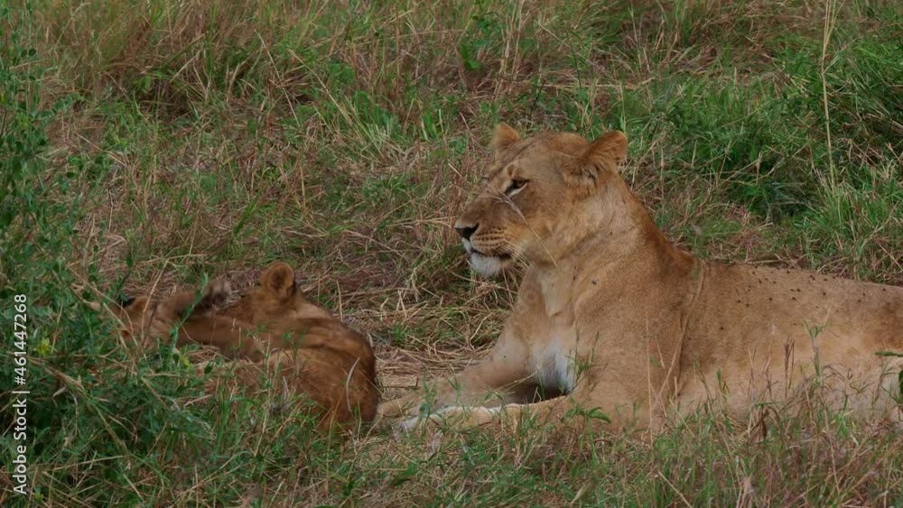 Lion - Panthera leo king of the animals. Lion - the biggest african cat, mother lioness playing with its kittens in the bush in Masai Mara National Park in Kenya Africa. Cute cat and kittens have fun. Lion - Panthera leo king of the animals. Lion - the biggest african cat, mother lioness playing with its kittens in the bush in Masai Mara National Park in Kenya Africa. Cute cat and kittens have fun.