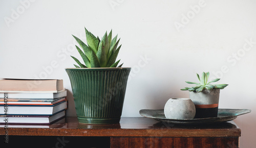 plant in a pot