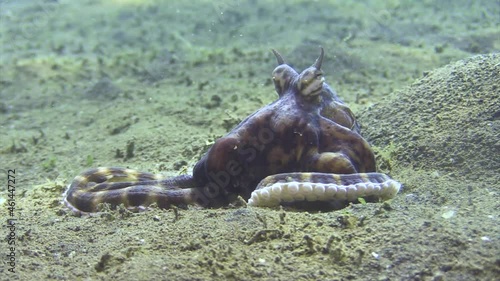underwater killer: mimic octopus raises from its hollow and follows a crab, catches the prey stirring up sand