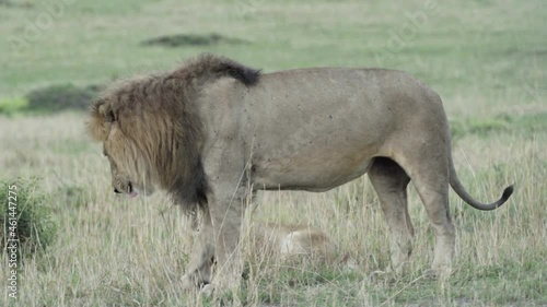 couple of lions during courtship: male stretches, walks away from female, urinates to mark territory photo