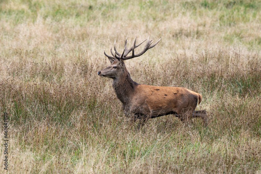 Cerf élaphe, cervus elaphus Cerf élaphe, cervus elaphus