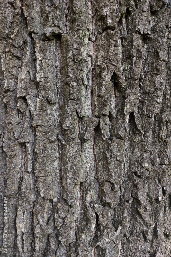 Bark pattern. Wood texture material. Forest background. Surface for design and decoration. Nature abstract pattern. Bark pattern. Wood texture material. Forest background. Surface for design and decoration. Nature abstract pattern.