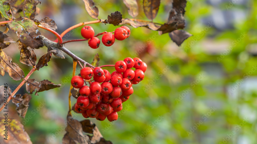 Rowan berries on a branch. Autumn harvest. Ripe red rowan berries on a tree branch. Rowan berries on a branch. Autumn harvest. Ripe red rowan berries on a tree branch.